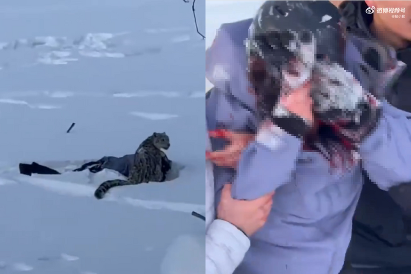 新疆可可托海滑雪场发生雪豹咬伤女游客事件，引发网络热议。 （本报合成，撷取自微博）