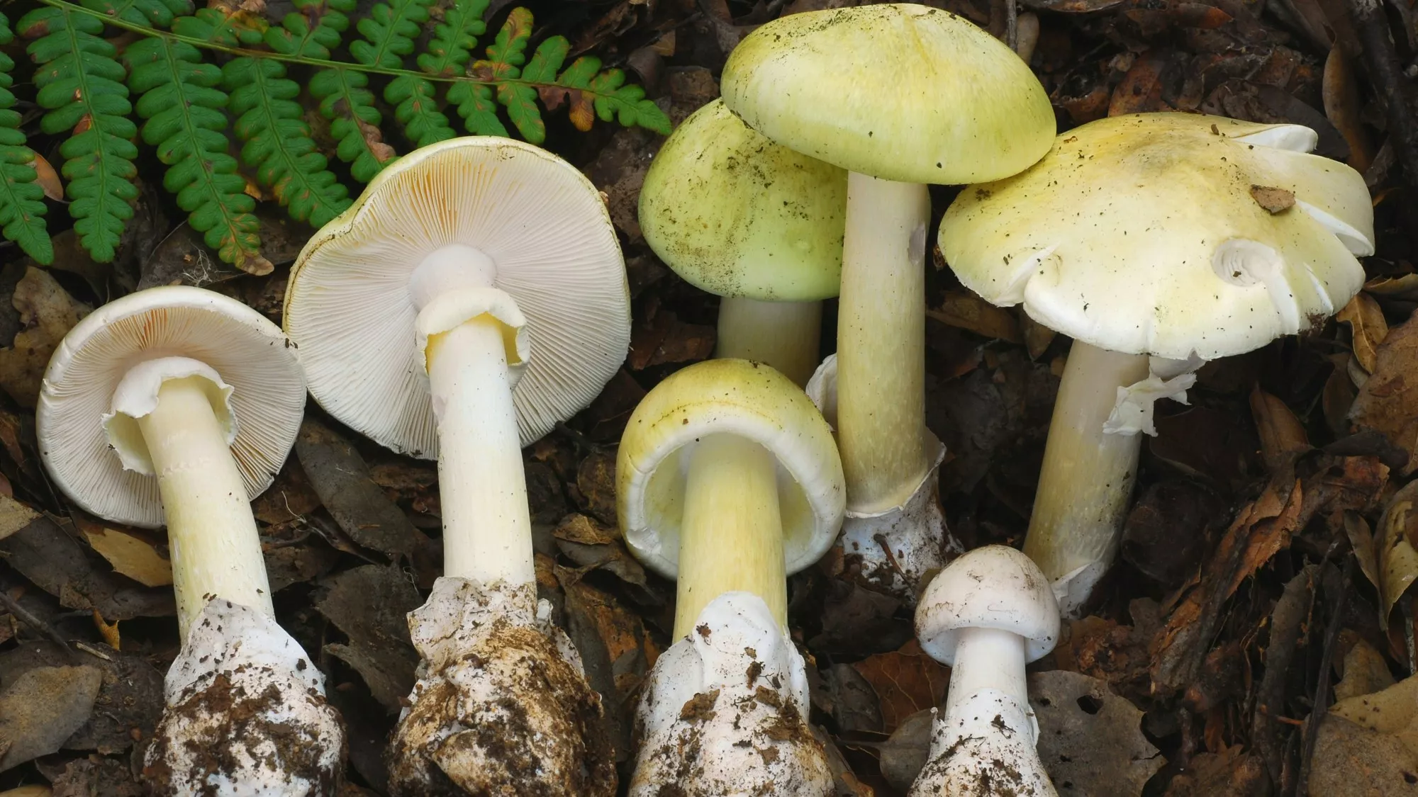 加州剧毒蘑菇蔓延 2月内39宗中毒案例 4死3人须换肝