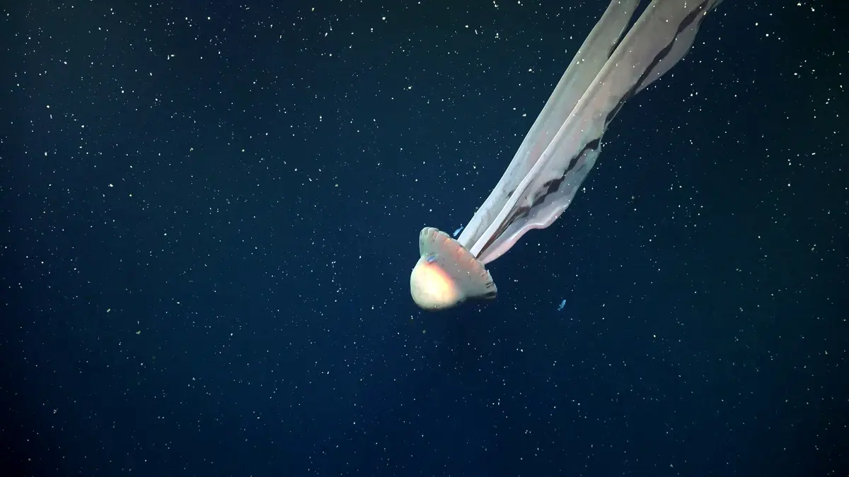 近期，一支由科学家组成的深海探险队在阿根廷外海捕捉到一只极其罕见的“冥河水母”（giant phantom jelly）的珍贵影像。(ROV SuBastian/Schmidt Ocean Institute/AFP)