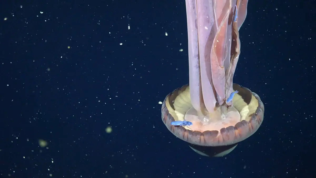 近期，一支由科学家组成的深海探险队在阿根廷外海捕捉到一只极其罕见的“冥河水母”（giant phantom jelly）的珍贵影像。(ROV SuBastian/Schmidt Ocean Institute/AFP)