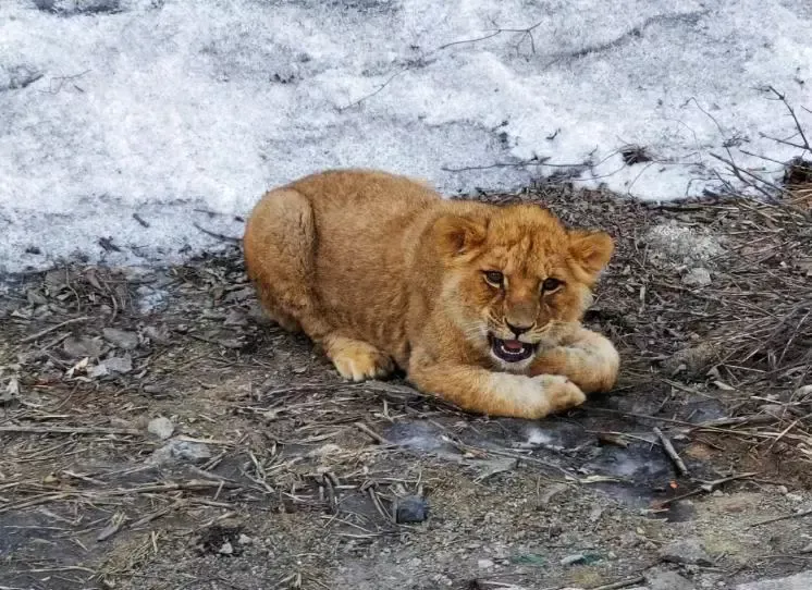 山西高速路边发现一只非洲小狮子,原因查明