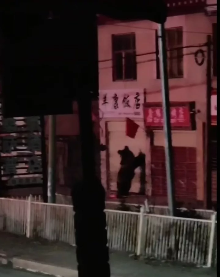 除夕夜藏马熊扯坏卷帘门进入饭店，羊秀乡政府回应