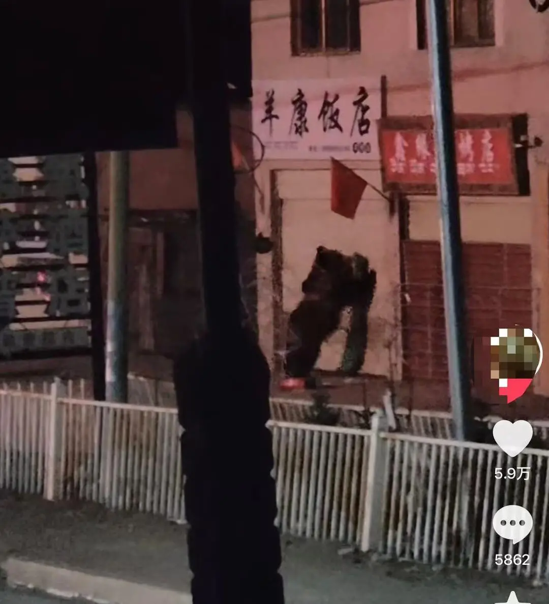 饭店遭两只熊上门“拜年”，店主称刷短视频后才得知