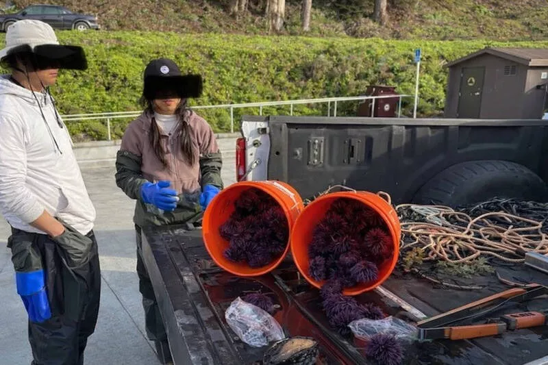 加州女盗捕濒危鲍鱼“藏在裤子里” 面临天价罚款