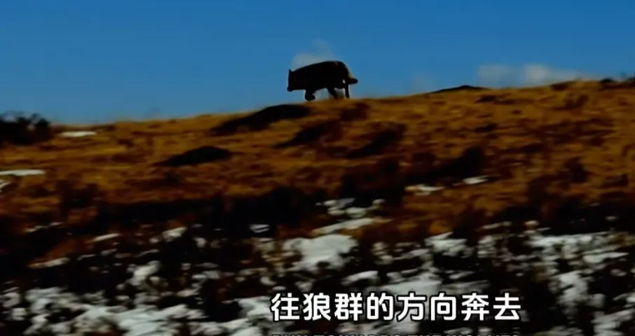 突然翻红,看哭全网,但已离世 突然翻红,看哭全网,但已离世