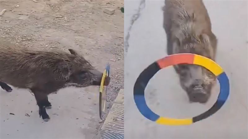 小猪精彩的表演，让饲主改变了心意。 （图/翻摄自微博）