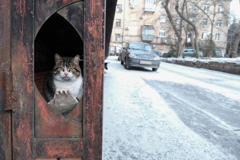 兽医师，每只猫咪亲近人的程度不同，表现也不尽相同。 (欧新社)