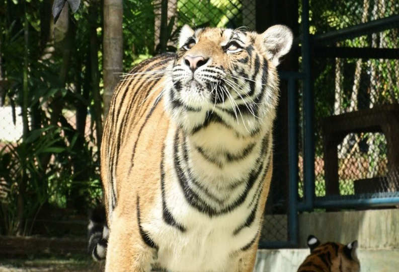 ▲▼泰72老虎12天内接连暴毙！ 尸体烧不完。 （图/翻摄自Facebook/Tiger Kingdom Chiang Mai）