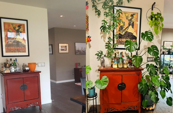 娶到植物控老婆「住家变森林」 男分享结婚前后惊人对比照爆红。 （图/翻摄自Reddit）