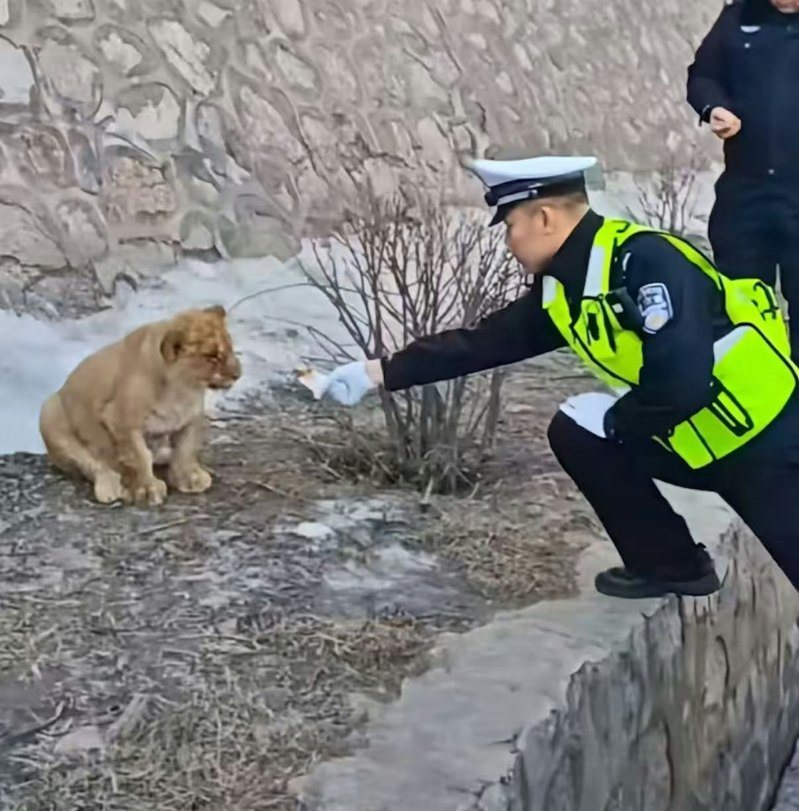 有网民称在山西长晋高速路边发现一只小狮子,民警立即前往救助。 (YouTube视频截图)