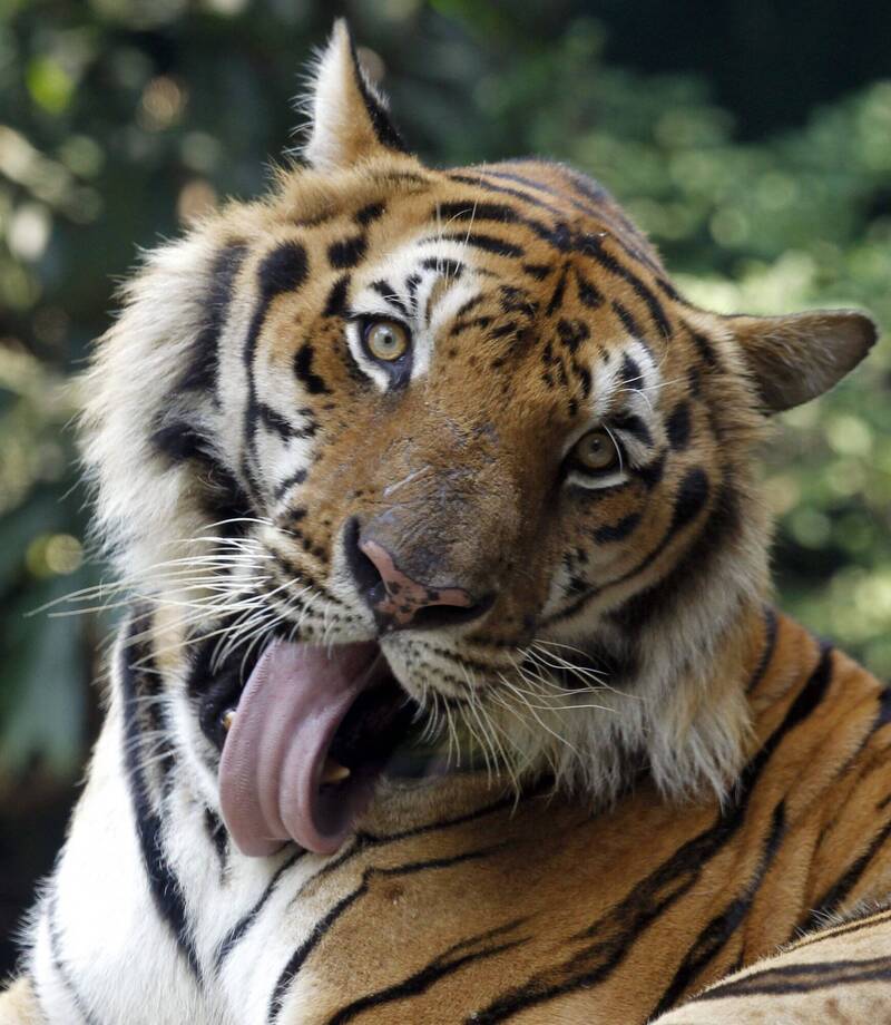 泰国老虎，示意图。 （欧新社）