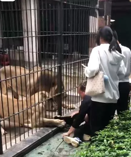 汕头中山公园动物园狮子突然伸爪，扯住投喂女童