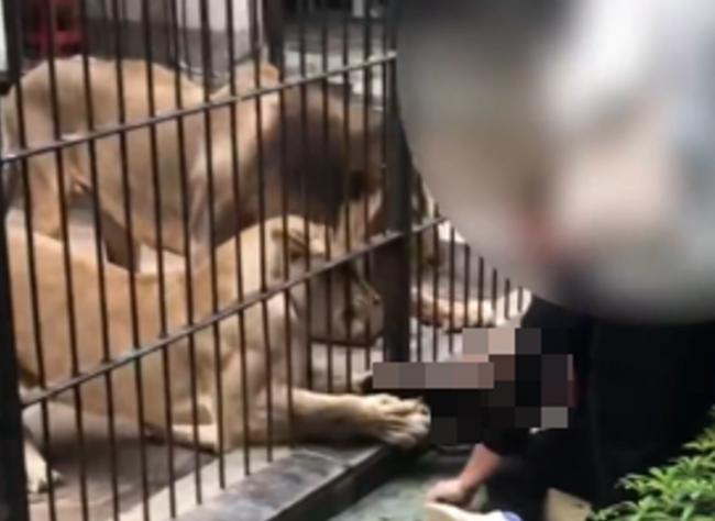 动物园喂食出事！广东女童遭母狮突伸利爪...