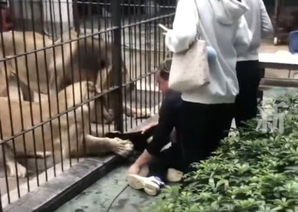 ▲▼陆女童喂狮子被抓住! 大人救援也被爪击。 (图/翻摄新京报)