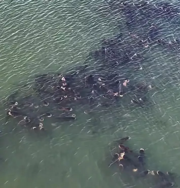 长江禁渔成效有了!安徽网友拍到大量“鳙鱼”扎堆群游