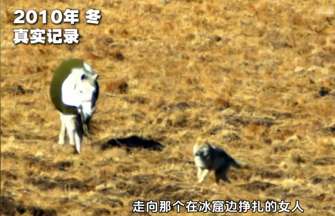 突然翻红，看哭全网，但已离世