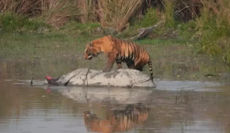 “野生王者”对决!成年犀牛被老虎单杀