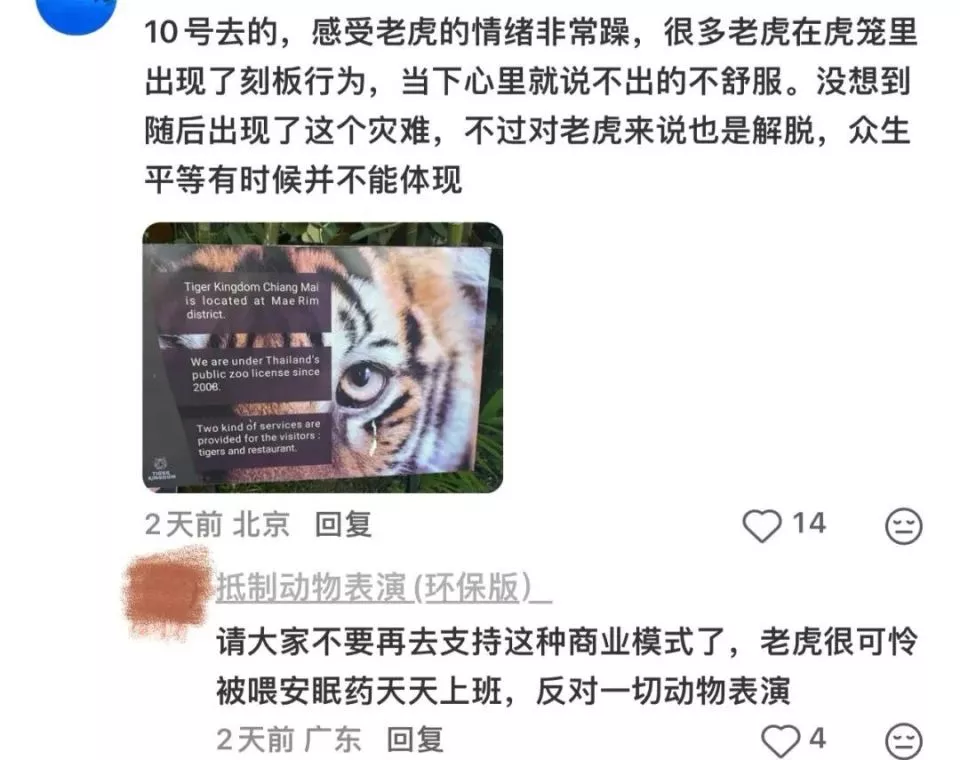 10天72只老虎 野生网红,接连死亡背后那些事