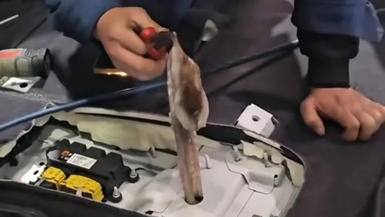 章鱼被开膛破肚还能逃出塑料袋　 躲人类3天