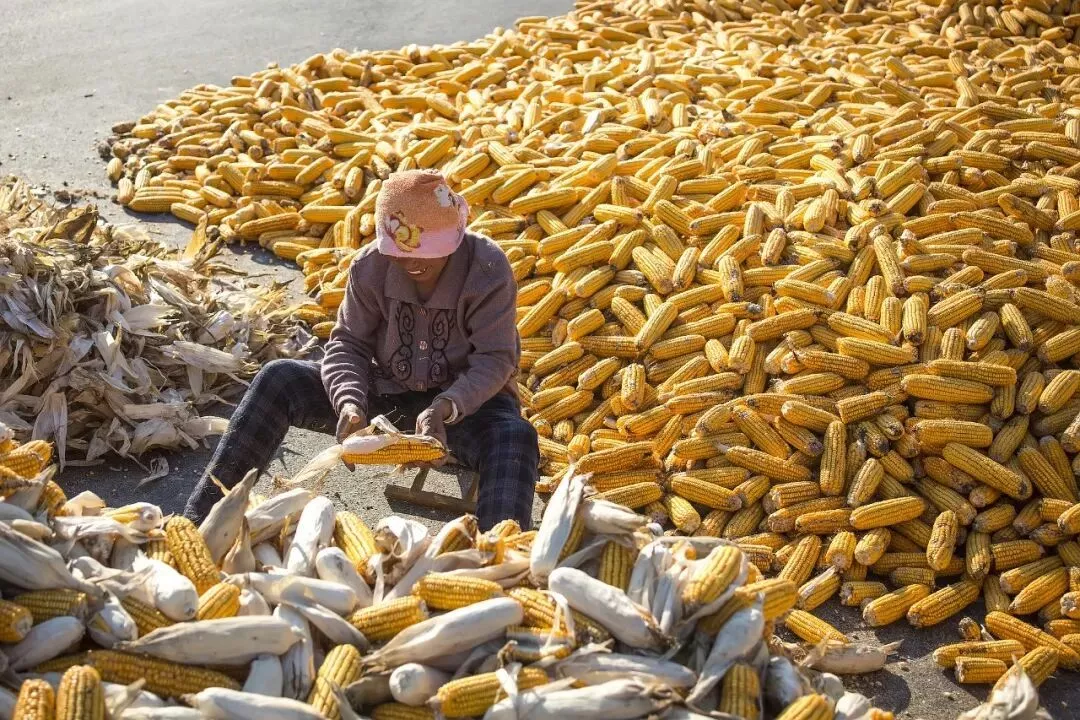 为何没缴保险的农民，也应该享受高覆盖的养老金？