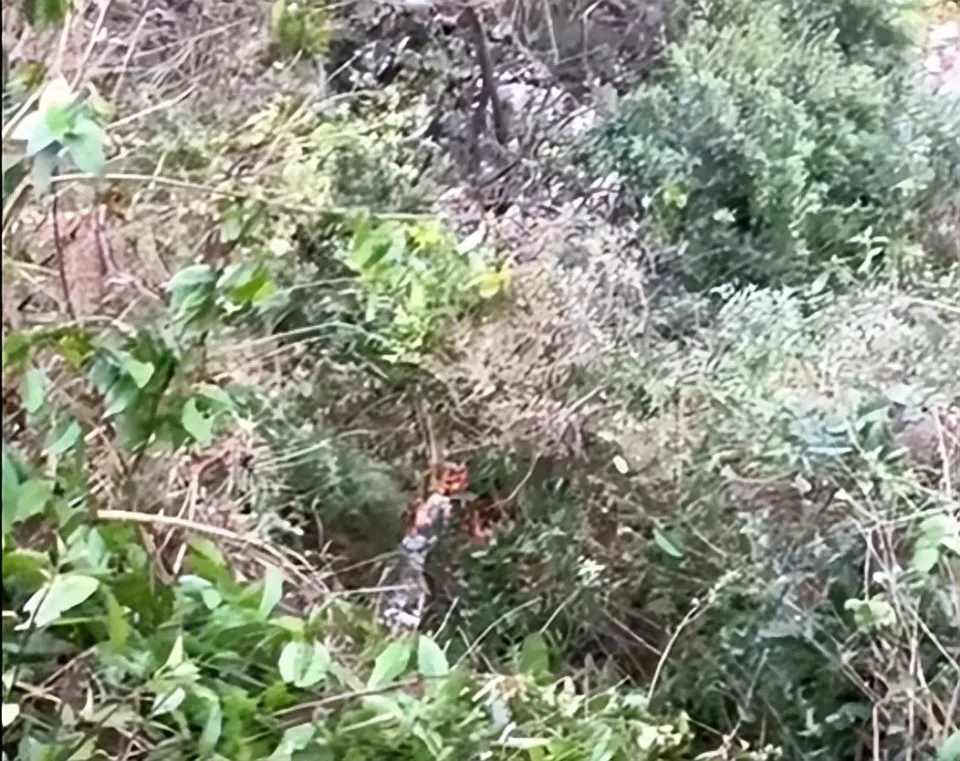 云南两名男子骑摩托车坠崖 15名工人路过合力将人救出！