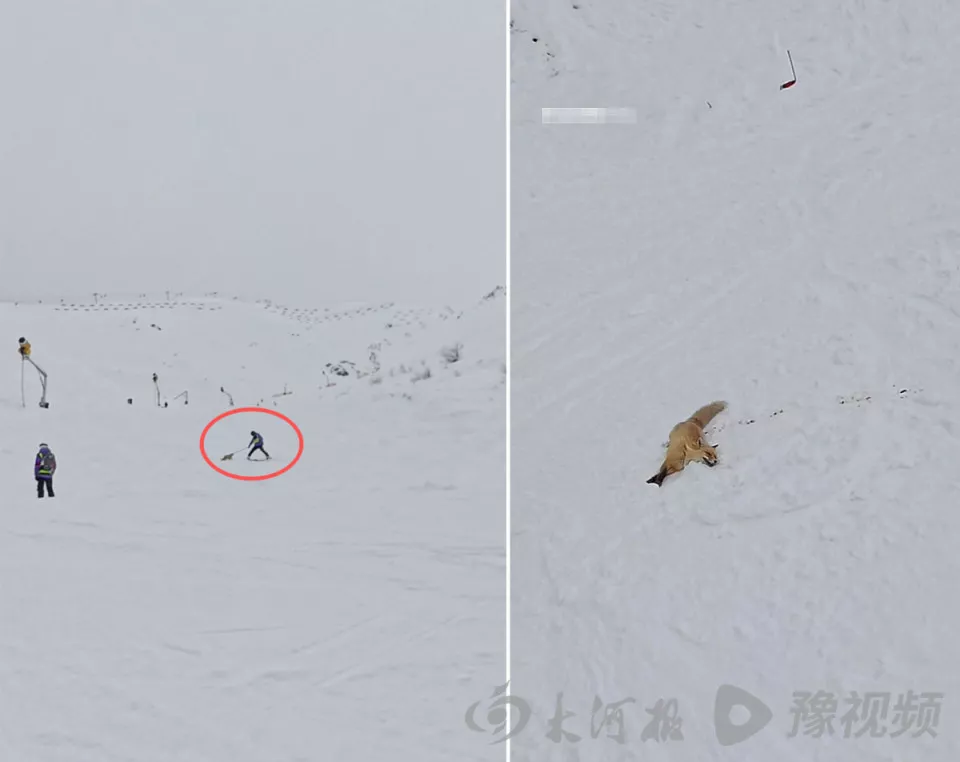 新疆阿勒泰咬人狐狸被滑雪场打死?知情人提供现场视频