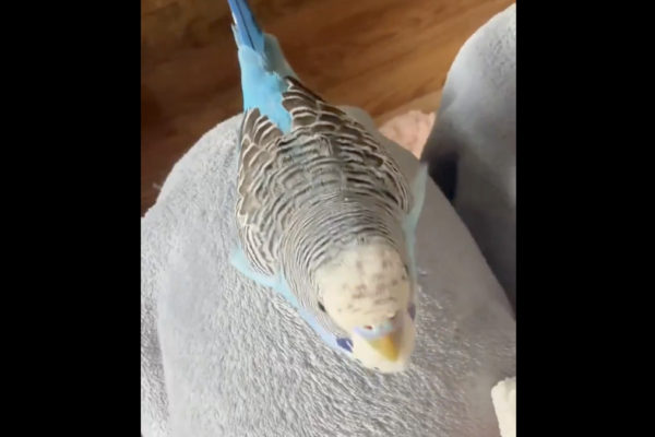 大陆鹦鹉因会背诵《兰亭集序》爆红