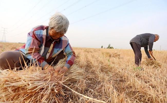 中国农民倒了什么血霉,被这样的人研究 中国农民倒了什么血霉,被这样的人研究