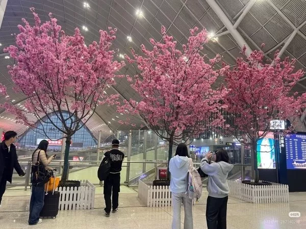 20株真樱花树“租”进高铁站，车站回应：是首次尝试