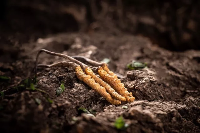 年销20万根的冬虫夏草竟是胶水拼的！工作人员：买的好胶水