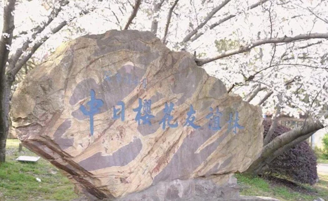 中日樱花友谊林纪念碑。图/取自人民网 中日樱花友谊林纪念碑。图/取自人民网