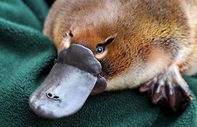 神奇动物巡礼- 鸭嘴兽- 战国册
