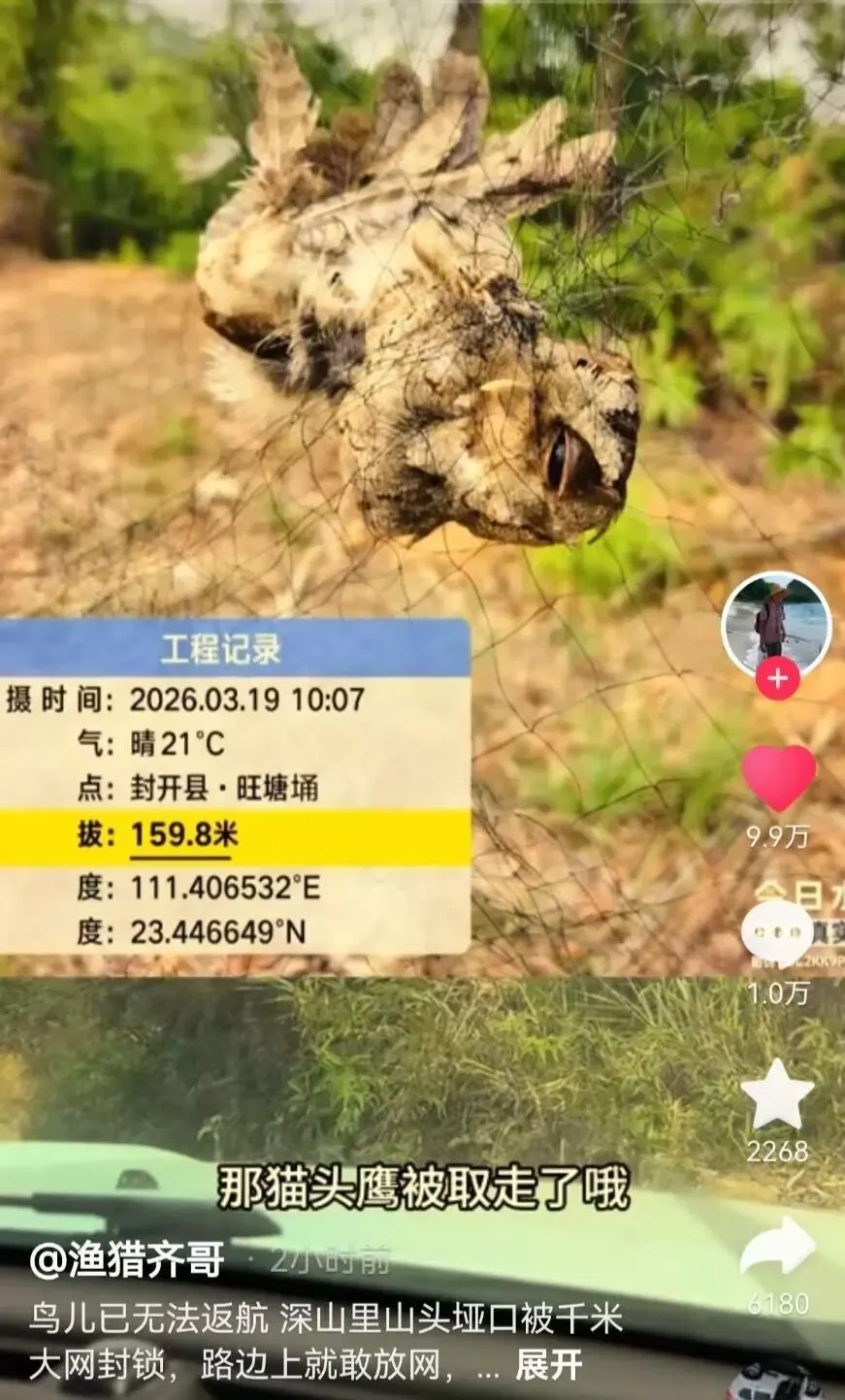 广东有人在深山张网捕鸟 志愿者称看到被困猫头鹰