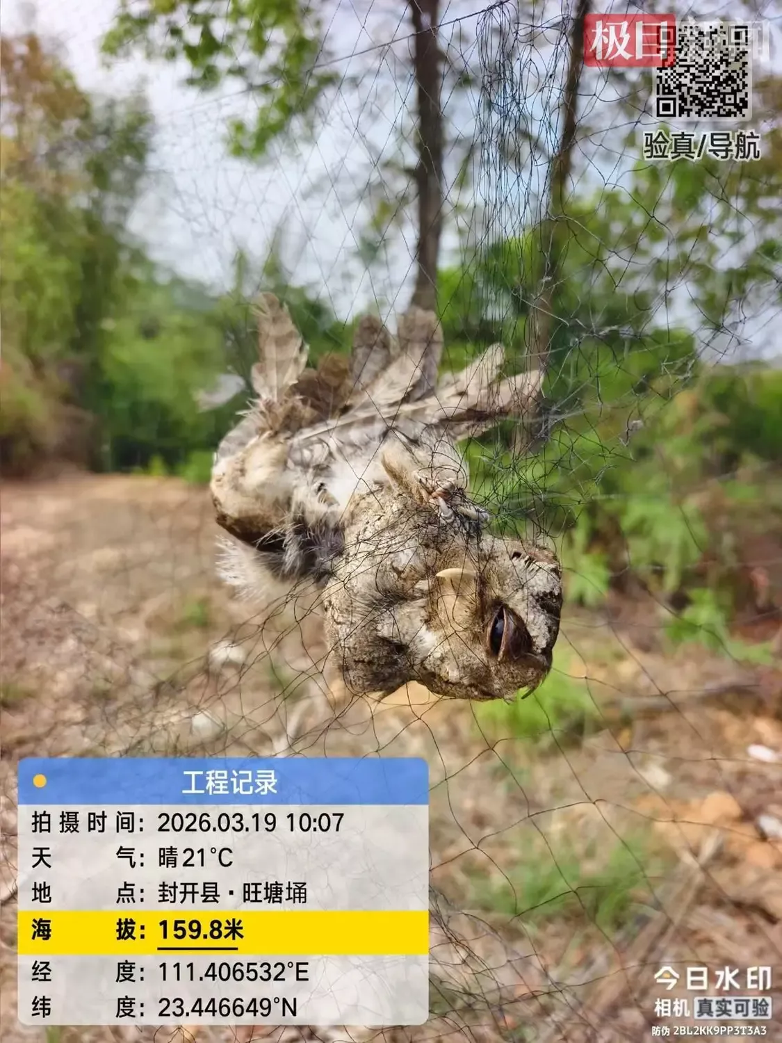 被困在网上的猫头鹰（受访者供图）