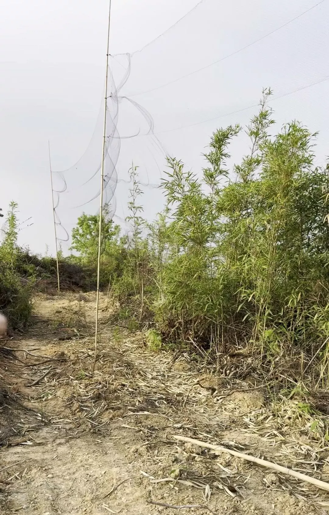 深山中架设的网（视频截图）