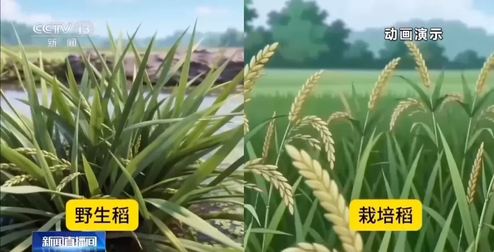 中国科学家成功首创一次播种多年收获水稻