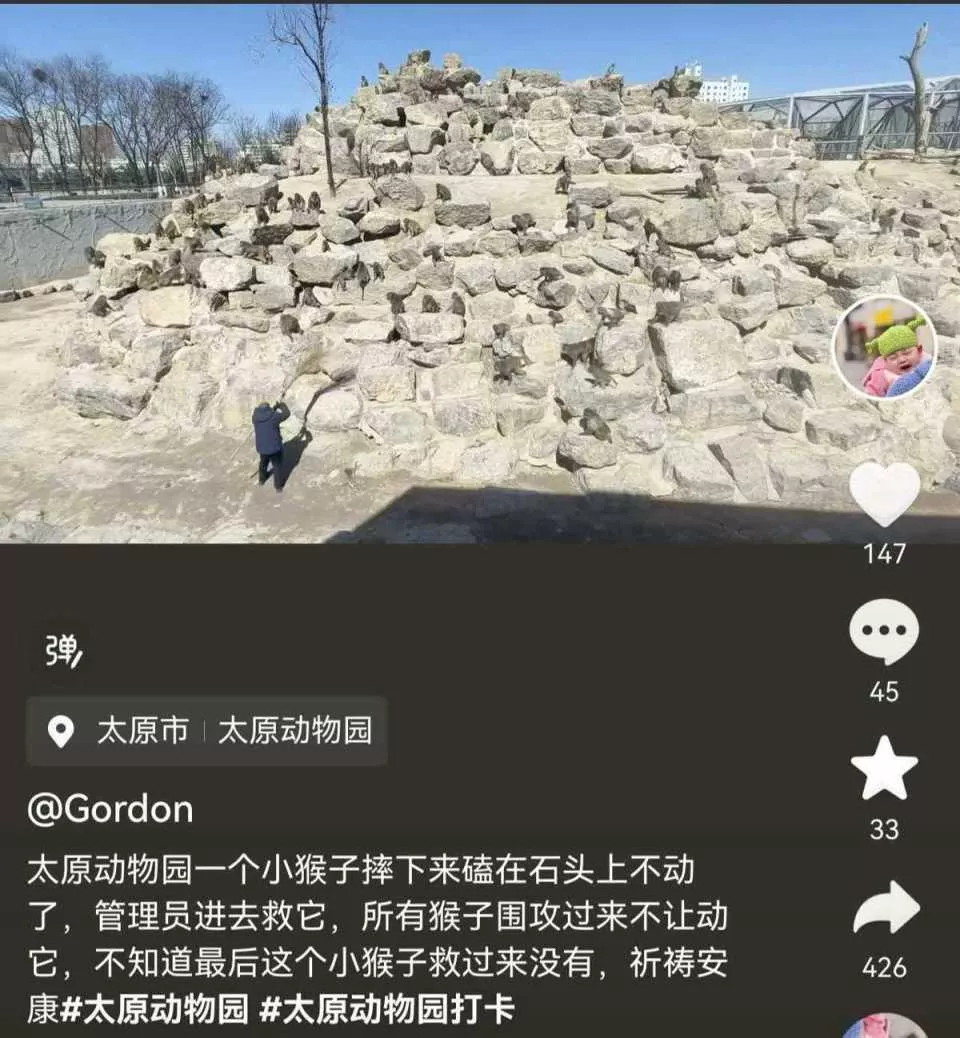 石山玩耍不慎坠落一动不动，管理员救助时遭猴群围攻