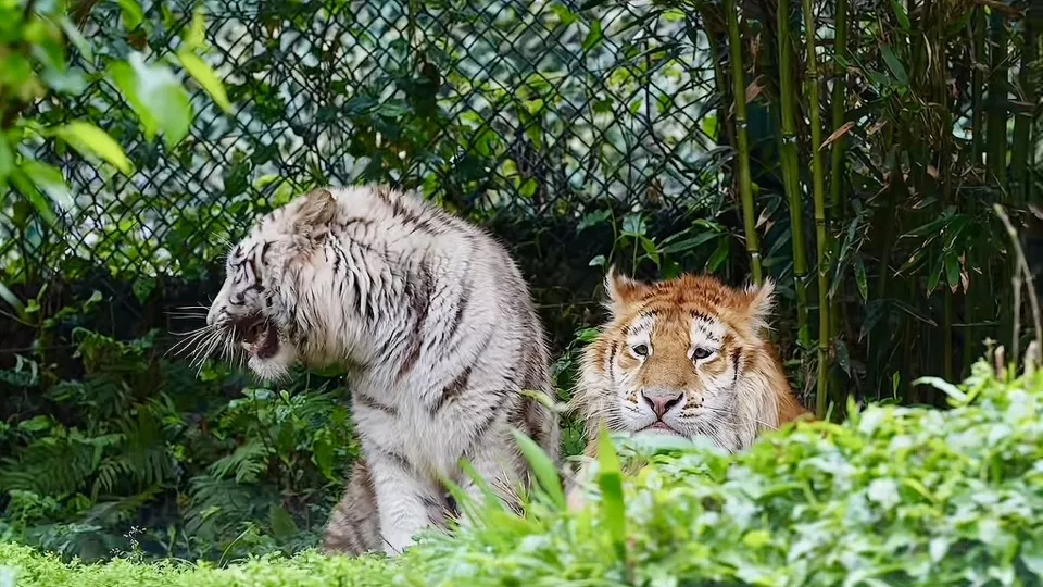 动物园老虎兄妹走红网络，龙凤胎为何一金一白？