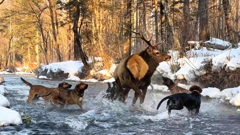 长白山野生马鹿遭多条猎犬围攻，本该躲避人类的它为何会冲向游客逃生？