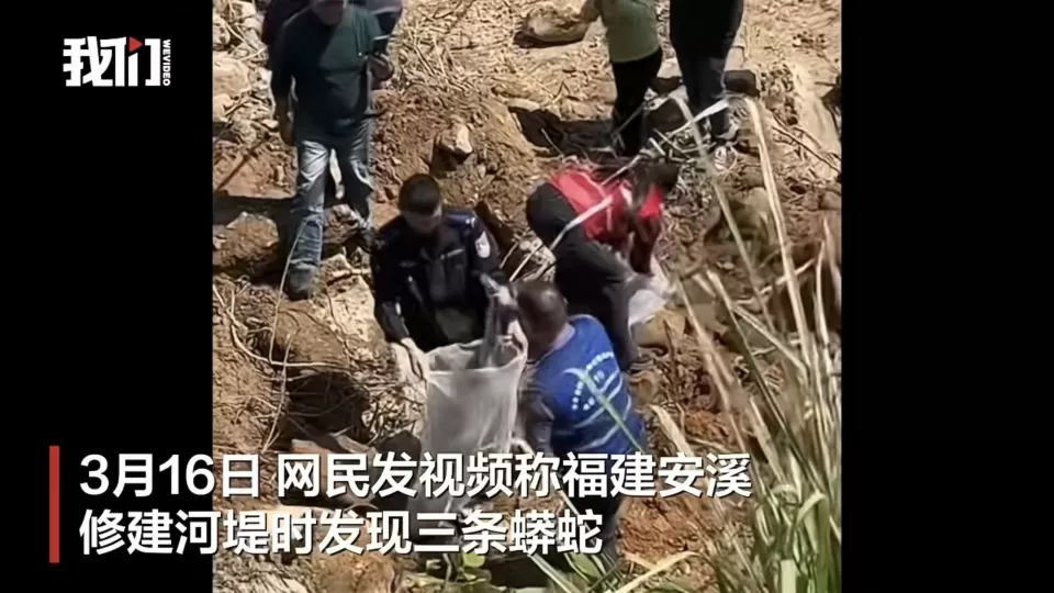 福建安溪施工现场挖出3条大蟒蛇，是哪种蛇？