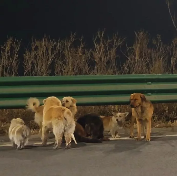 现实版“汪汪队大逃亡”:7只被偷小狗结伴逃亡
