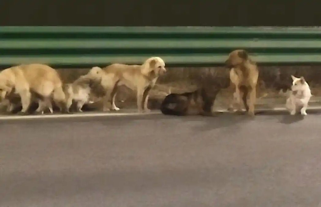 吉林长春有一村庄分属不同住户的7只狗,遭人盗走疑转卖到狗肉店,途中狗狗们成功跳车... 吉林长春有一村庄分属不同住户的7只狗,遭人盗走疑转卖到狗肉店,途中狗狗们成功跳车...