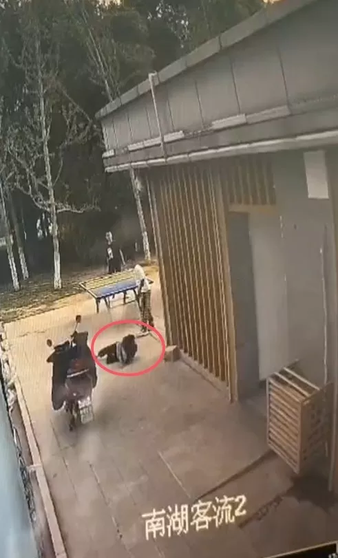 小学生公园内打乒乓球时碰倒婆婆致其受伤,法院判了