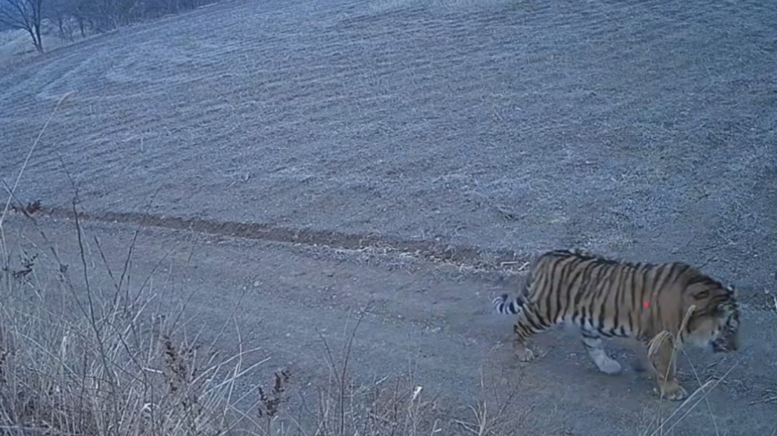 吉林东北虎下山进村“溜达”惊悚画面曝光（视频）