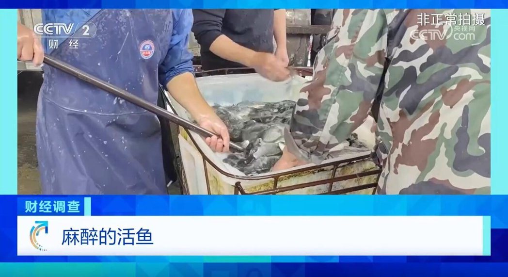 长途运输的活鱼抵达市场时常呈现「休眠」状态,商贩称鱼在「睡觉」,但这其实是透过添... 长途运输的活鱼抵达市场时常呈现「休眠」状态,商贩称鱼在「睡觉」,但这其实是透过添...