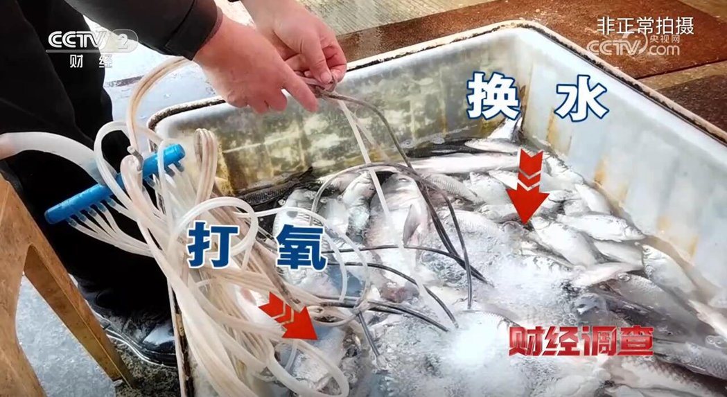 大量运抵水产市场的活鱼在水中几乎不动,但经换水、充氧后可迅速恢复活动。(图/截自... 大量运抵水产市场的活鱼在水中几乎不动,但经换水、充氧后可迅速恢复活动。(图/截自...