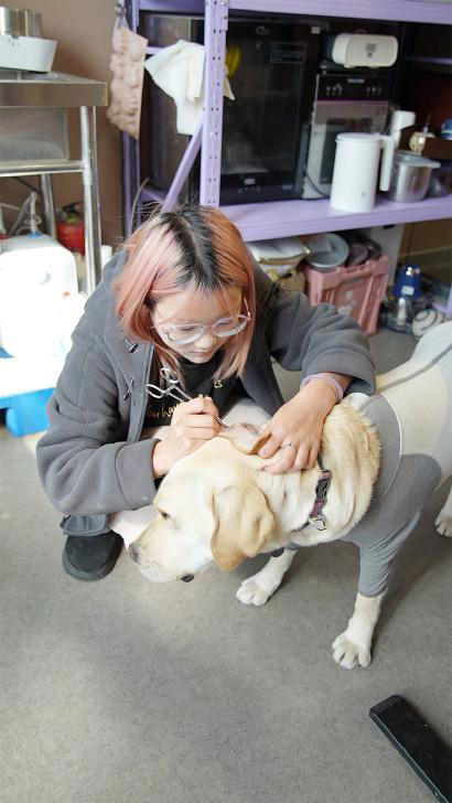 小狗狗上起了新型“幼稚园”