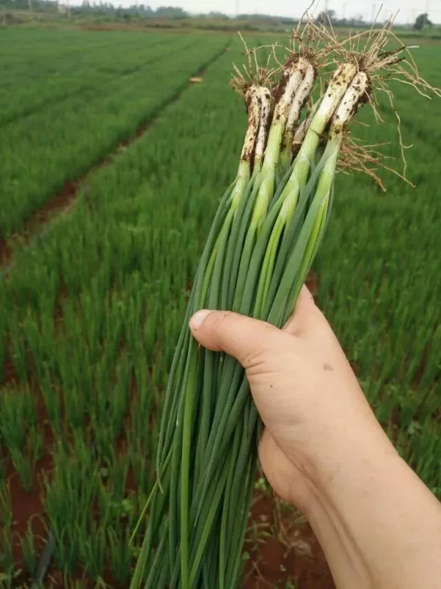 大伯三垄地小葱竟被离奇拔光!警方抓获一女子