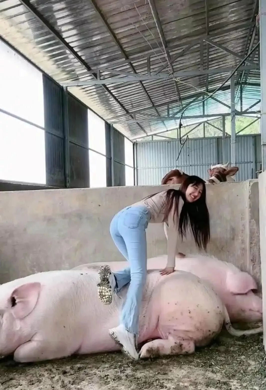 猪价“反内卷”,为何散户倒大霉?