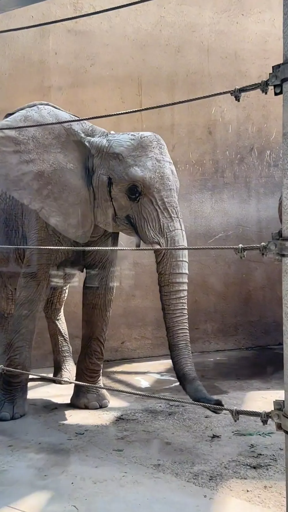 太原动物园一大象瘦成“皮包骨”？园方：品种问题